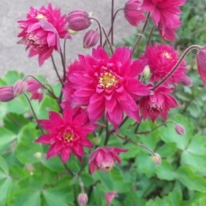 Meet your Posher, Becky